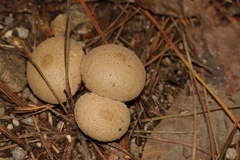 Lycoperdon