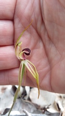 Caladenia longiclavata