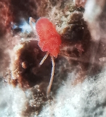 Smarididae