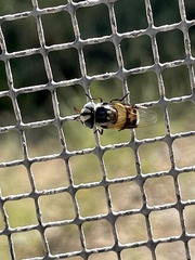 Copestylum fornax