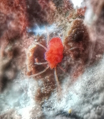 Smarididae