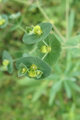 Euphorbia striata