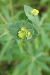 Euphorbia striata