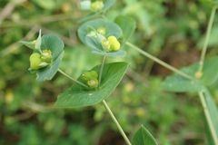 Euphorbia striata