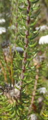 Phylica curvifolia