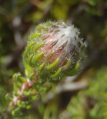 Phylica curvifolia