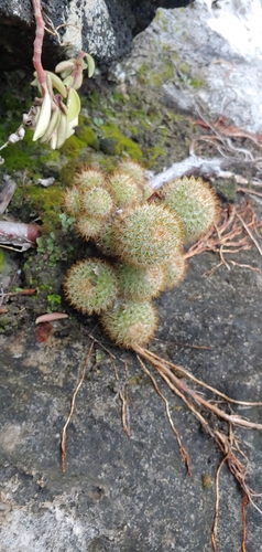 Image of Mammillaria columbiana by (c) Olvin Wilfredo Oyuela, some rights reserved (CC BY-SA)