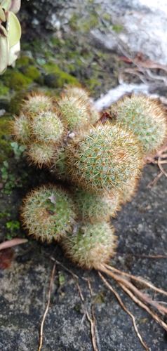 Image of Mammillaria columbiana by (c) Olvin Wilfredo Oyuela, some rights reserved (CC BY-SA)