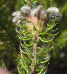 Phylica curvifolia