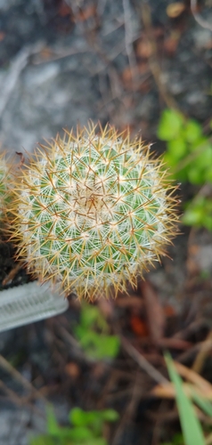 Image of Mammillaria columbiana by (c) Olvin Wilfredo Oyuela, some rights reserved (CC BY-SA)