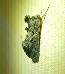 Ctenoplusia oxygramma