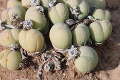 Gibbaeum heathii
