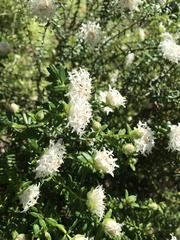 Pimelea ciliata ciliata