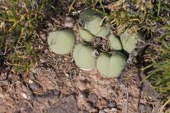 Gibbaeum heathii