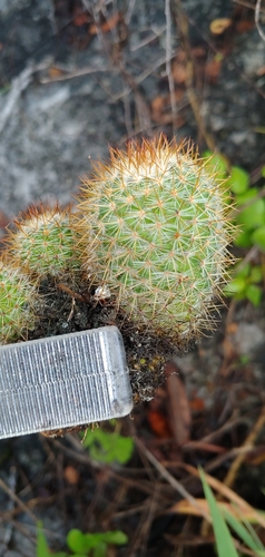 Image of Mammillaria columbiana by (c) Olvin Wilfredo Oyuela, some rights reserved (CC BY-SA)
