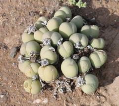 Gibbaeum heathii