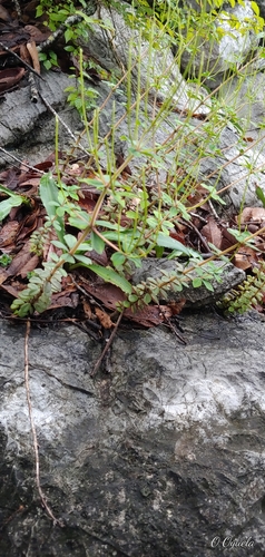 Peperomia verticillata