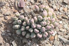 Gibbaeum heathii