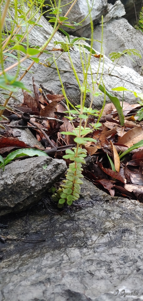 Foto de Peperomia verso