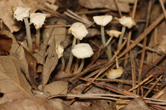 Cystolepiota