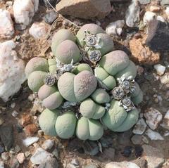 Gibbaeum heathii