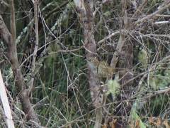 Poodytes punctatus vealeae