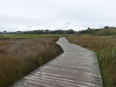 Poodytes punctatus vealeae