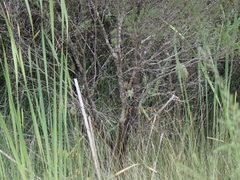 Poodytes punctatus vealeae