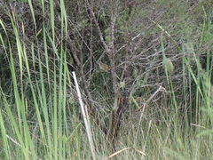 Poodytes punctatus vealeae