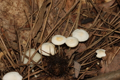 Cystolepiota