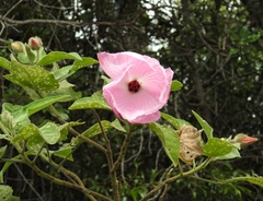 Hibiscus splendens