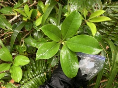 Medinilla medinilliana