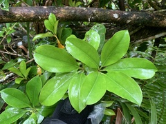 Medinilla medinilliana