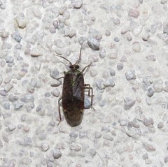 Calocorisca
