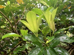 Medinilla medinilliana