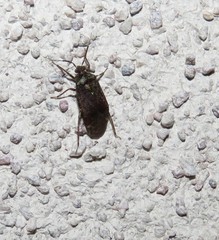 Calocorisca