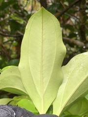 Medinilla medinilliana