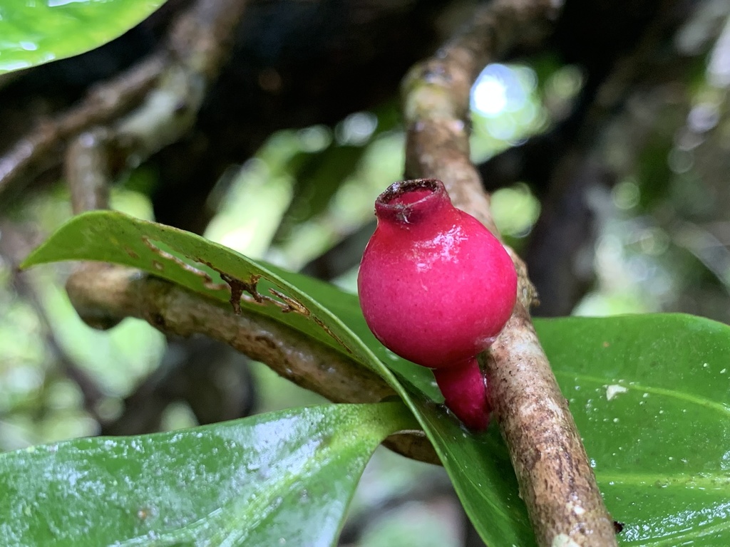 Medinilla medinillana