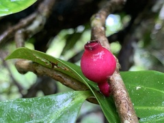 Medinilla medinilliana