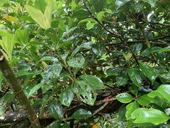 Medinilla medinilliana