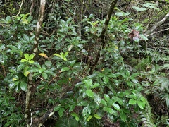 Medinilla medinilliana