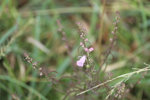 Image of Micrargeria Wightii (Micrargeria wightii) by no rights reserved