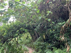 Medinilla medinilliana