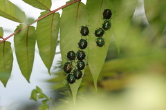 Poecilocoris splendidulus