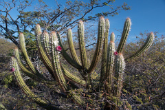 Cereeae