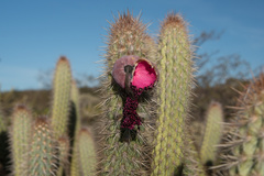 Cereeae
