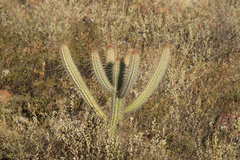 Cereeae