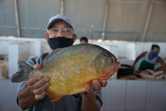 Black-Tailed Piranha photo 5