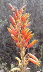 Aloe microstigma microstigma