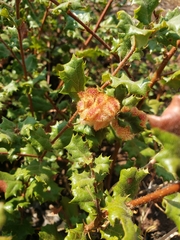 Andricus crystallinus